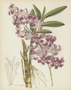 Dendrobium Superbiens af English School